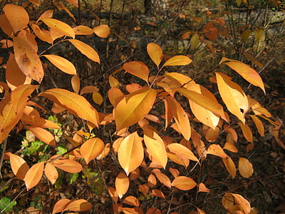 autunno, foglie, splendente, colore di caduta, emergono, soleggiato, colorato