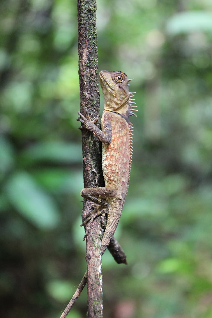 chameleonas, džiunglės, Gamta, kelionės, Rainforest, gyvūnų pasaulis, Tailandas