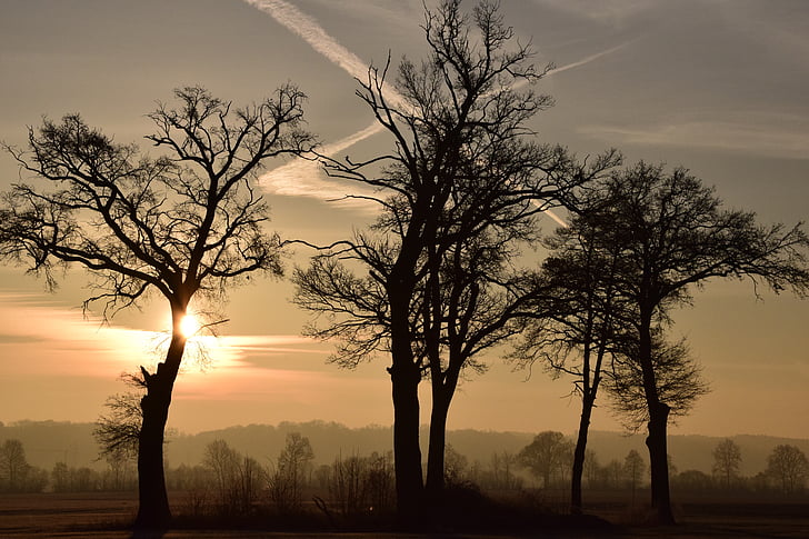 árvores, Kahl, árvores carecas, nascer do sol, manhã, despertar, novo dia