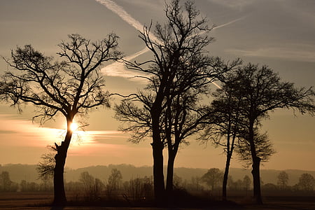 δέντρα, Kahl, φαλακρός δέντρα, Ανατολή ηλίου, το πρωί, αφύπνιση, νέα μέρα