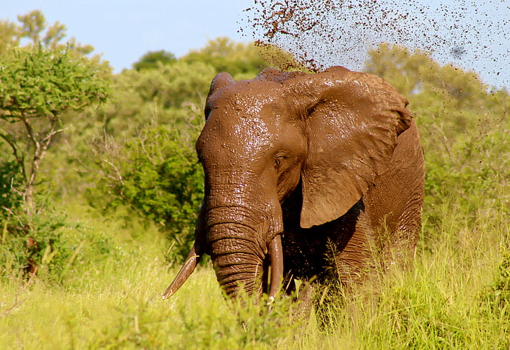 elefánt, vadon élő, állat, sár, spray, víz, természet