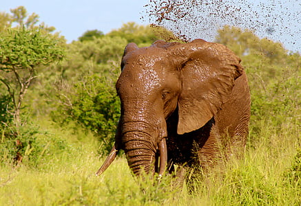elefant, vilde, dyr, mudder, spray, vand, natur