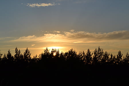 træer, horisonten, himlen, solen, West, Sunset, Sky