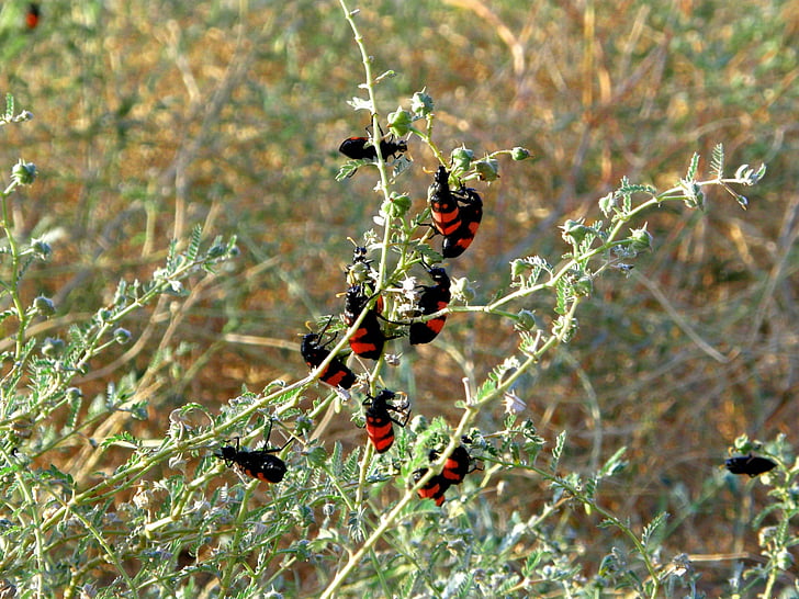 escarabat, arbust, fulla, vermell, negre, insecte, closca