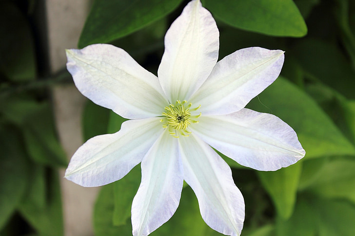 flower, white flower, clematis