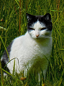 gatto, nero-bianco, fronte del gatto, animali, animali domestici