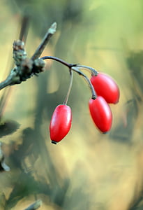 берберис, Berberis thunbergii, плодове, lichtspiel, цвят, естествен плет, плодове