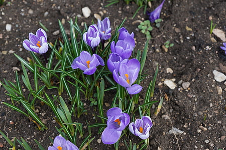 crocus, purple, flower, spring, blue, nature, plant