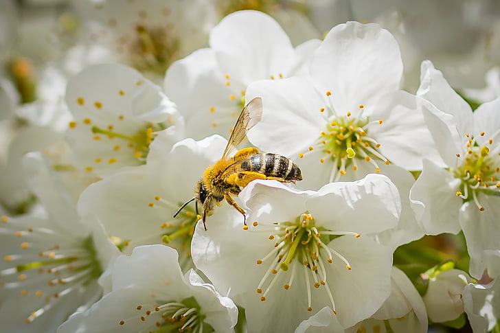 Pszczoła, kwiat wiśni, wiosna, drzewo owocowe, kwiat, Bloom, Natura