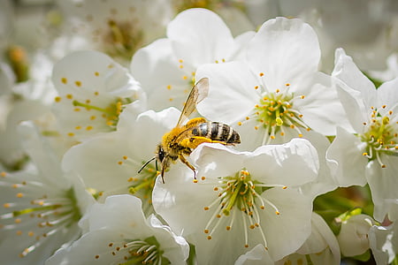 abeille, fleur de cerisier, printemps, arbre fruitier, Blossom, Bloom, nature