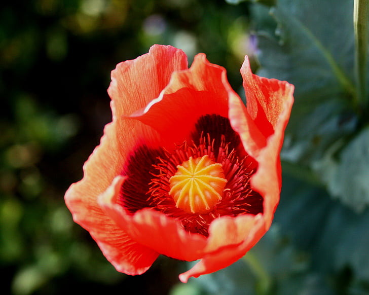 Poppy, bunga, Buka, merah, halus, sinar matahari, musim semi
