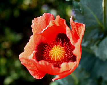 poppy, flower, open, red, delicate, sunlight, spring