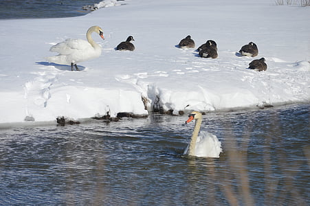 swans, snow, stream, nature, winter, bird, white