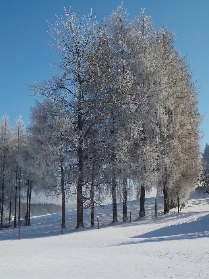 copaci, Avenue, iarnă, Frost, soare, starea de spirit