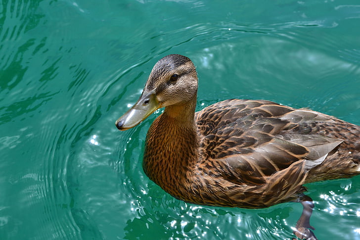 патица, зеленоглава патица, женски, езеро, патица птица, перушина, вода птица