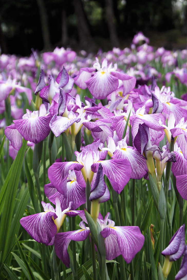 Iris, blomst, lilla, natur, blomster, naturlig, anlegget