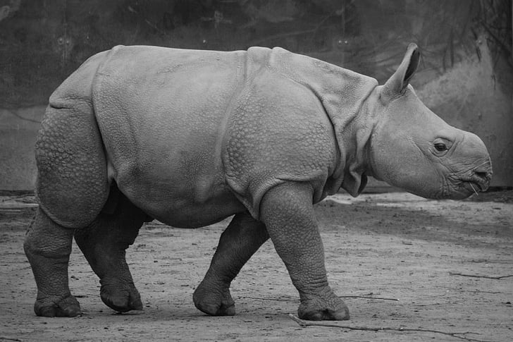 rinoceront, rinoceront de nadó, animal, mamífer, vedell, blanc i negre, rinoceront