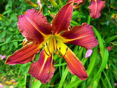 màu vàng đỏ daylily, Lily, Hoa fulva, màu nâu đỏ daylily, web wardens daylily, daylily, Hoa