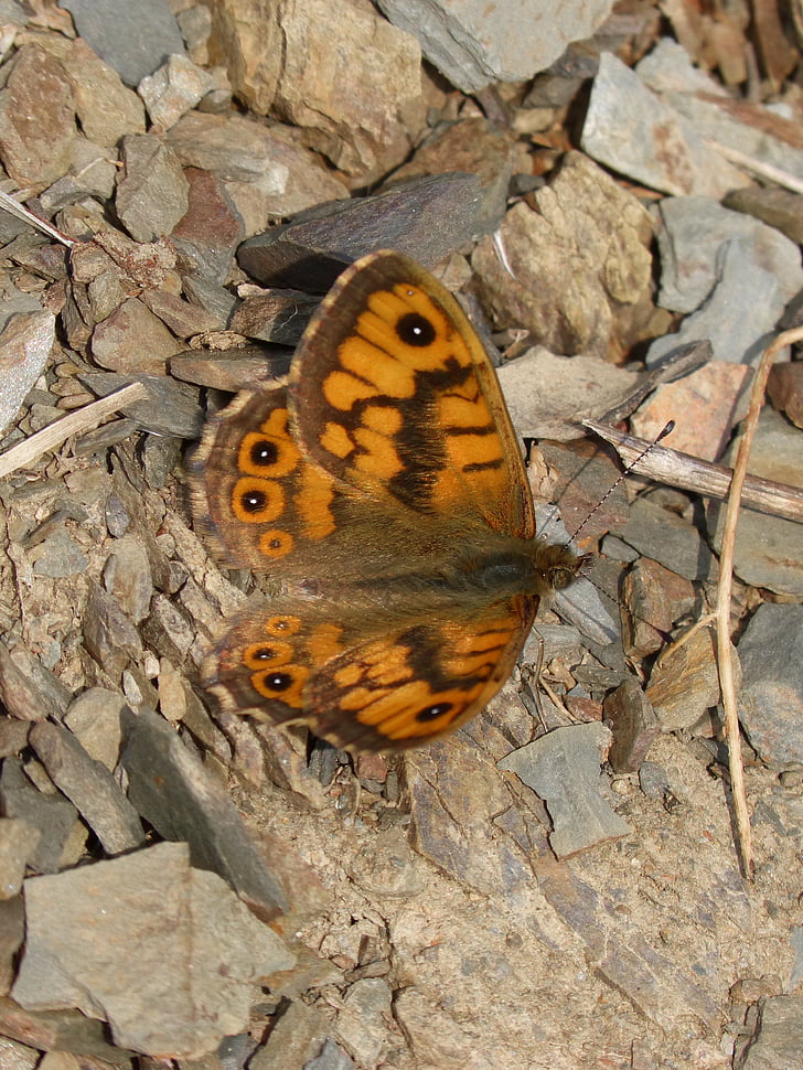 vlinder, Oranje, detail, Monarch, Monarchvlinder
