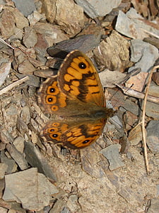 butterfly, orange, detail, monarch, monarch butterfly