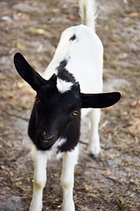 kecske, gyerekek, alsó rövid, Horn, fekete, fehér, állat