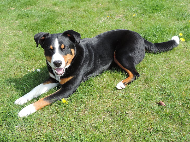 appenzell mountain dog, animal, tri color, black, white, brown, sun