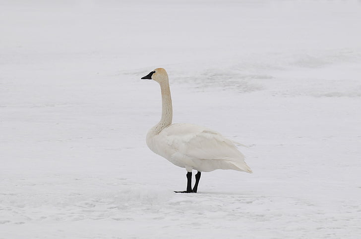 Swan, Vinter, snø, kamuflasje, fuglen, dyreliv, natur