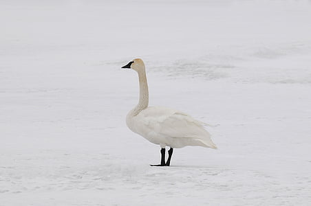 Swan, vinter, snö, kamouflage, fågel, vilda djur, naturen