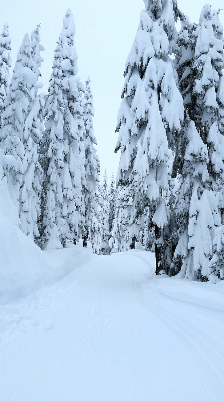 mùa đông, tuyết, rừng, cây, con đường