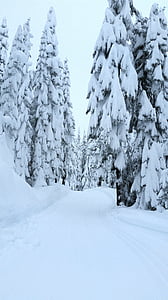 vinter, snö, skogen, träd, väg