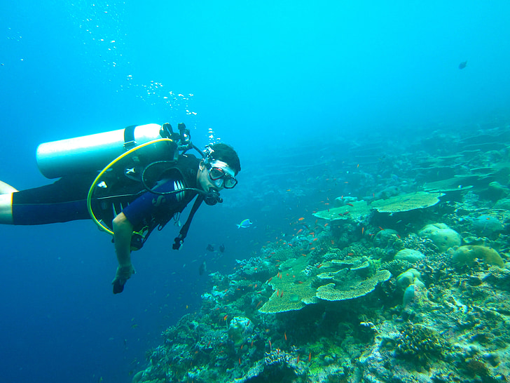 diving, maldives, sea, ocean, diving suit, deep diving, scuba diving