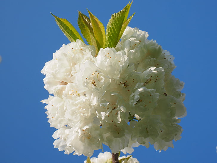 čerešňový kvet, biela, čerešňa, jar, kvet, kvet, biely kvet