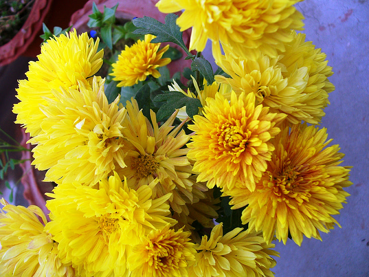 노란색, 꽃, 무리, 부케