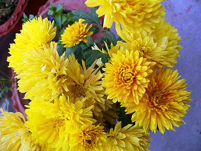 žltá, kvety, partia, Kytica