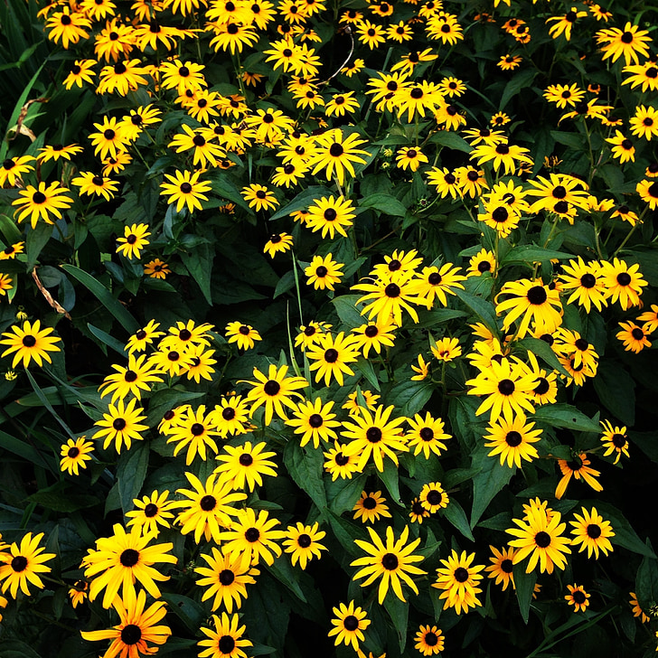 flowers, yellow, garden, nature
