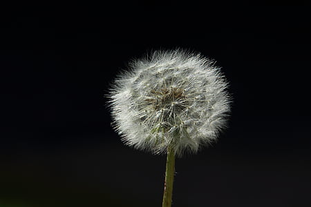dandelion, spring, back light, flying seeds