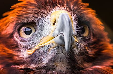 Adler, Elang emas, burung raptor, burung, burung pemangsa, tagihan, hewan