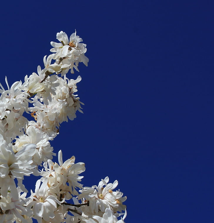 Magnolia, puu, valge, lill, kevadel, kevadel, sinine