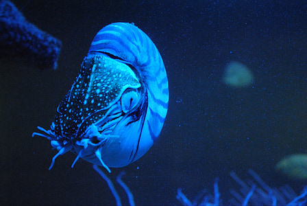 สัตว์, nautilus, ซากดึกดำบรรพ์อาศัยอยู่, สีฟ้า