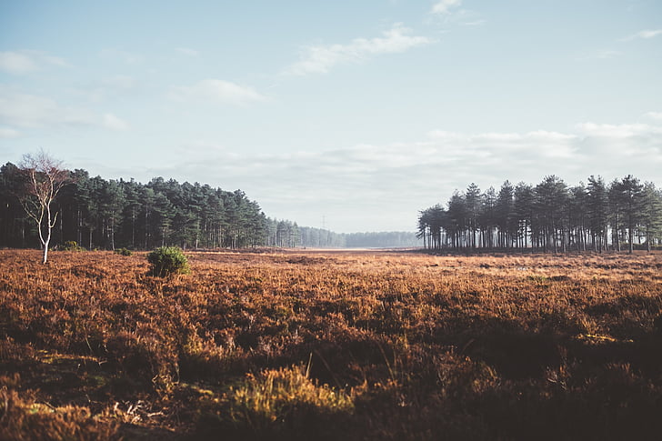 brown, grass, field, near, trees, plant, forest