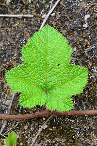 feuille, verdâtre, jeune, au sol, frais, Sri lanka, Loolecondera