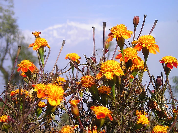 Nepal, blomster, gel, Himalaya