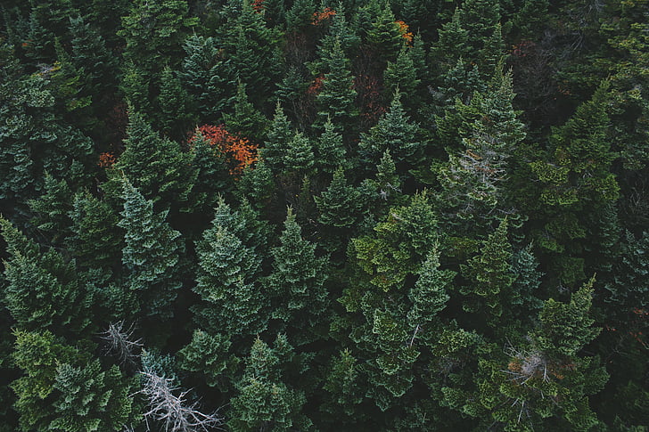 color, conifers, environment, evergreen, fir trees, green, growth