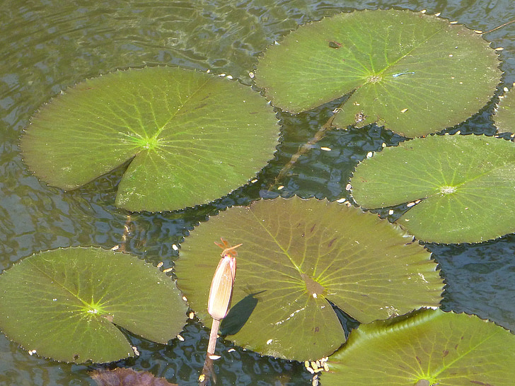 Lily pads, Lotus, blader, dammen, vann