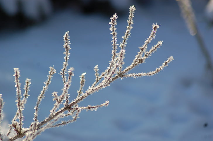 winter, frost, ripe, ice, branches, frozen, tree