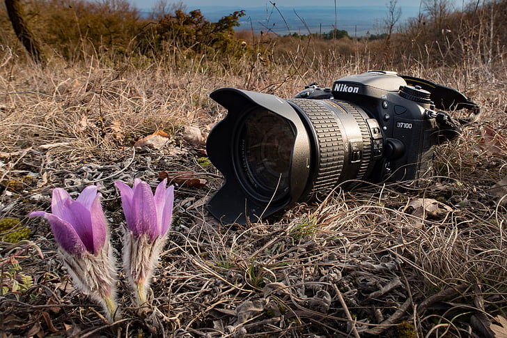 kameran, Nikon, naturen, Fotografi, SLR-kamera, blomma, Backsippa