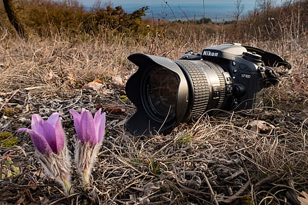 kamery, Nikon, Natura, Zdjęcie, Lustrzanka, kwiat, Sasanka