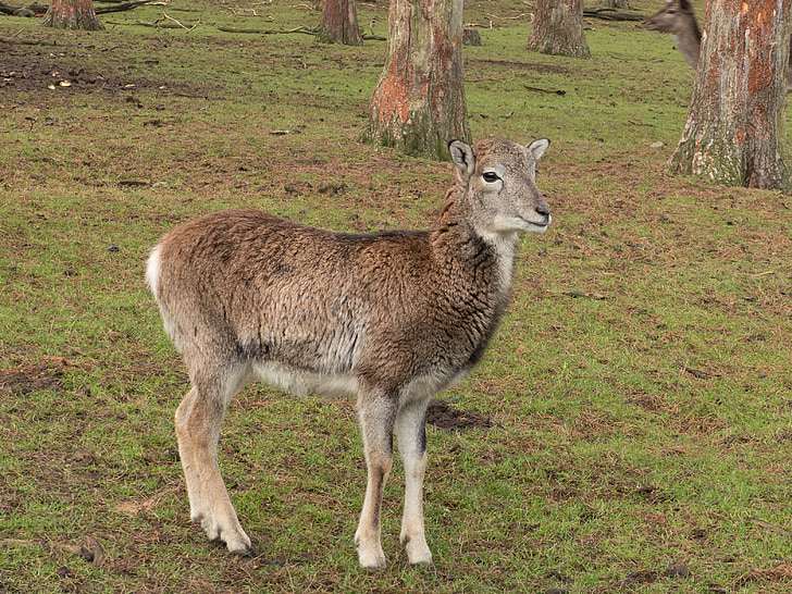 Mouflon, hewan, musim dingin bulu, paarhufer, Taman Margasatwa, Mamalia, muda