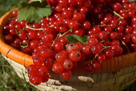 currants, basket, fruits, fruit, harvest, red, berries