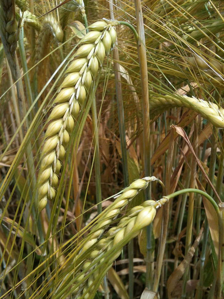 Зернові, зерна, вухо, поле, продукти харчування, польових культур, хлібобулочні вироби